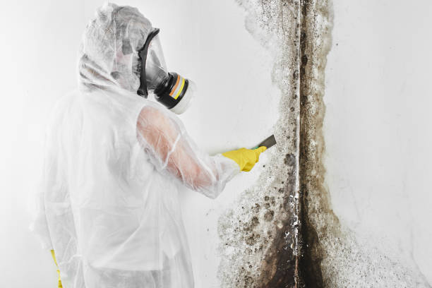 Best Local Mold Removal Service  in Newport, VT