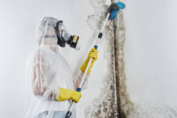 Trusted Newport, VT Mold Removal Experts