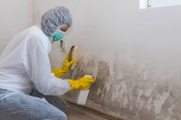 Best Toxic Mold Removal  in Newport, VT
