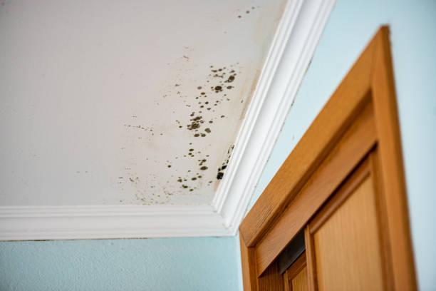 Best Affordable Mold Removal  in Newport, VT