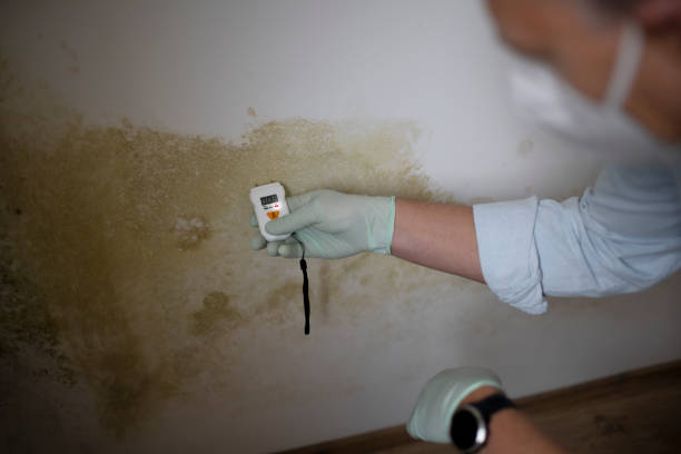 Attic Mold Removal in Newport, VT