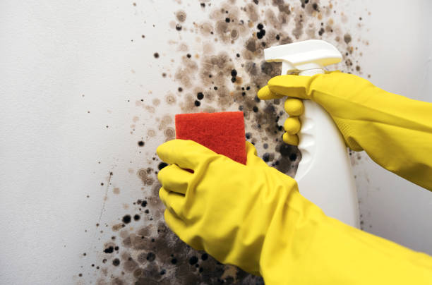 Newport, VT Mold Removal Company