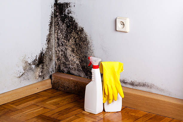 Best Affordable Mold Removal  in Newport, VT