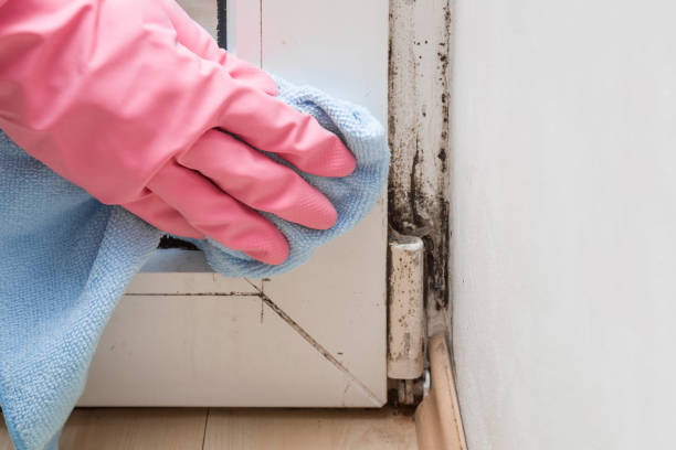 Best Professional Mold Removal  in Newport, VT